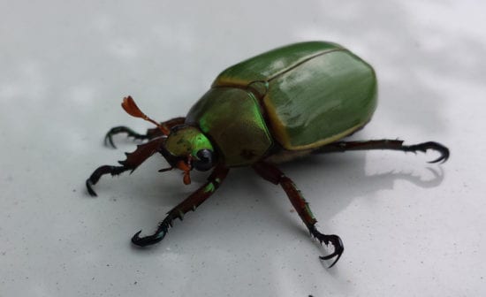 4 Syndrome du scarabée