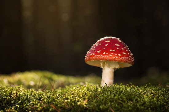 Toadstool, close up of a poisonous mushroom in the forest with c