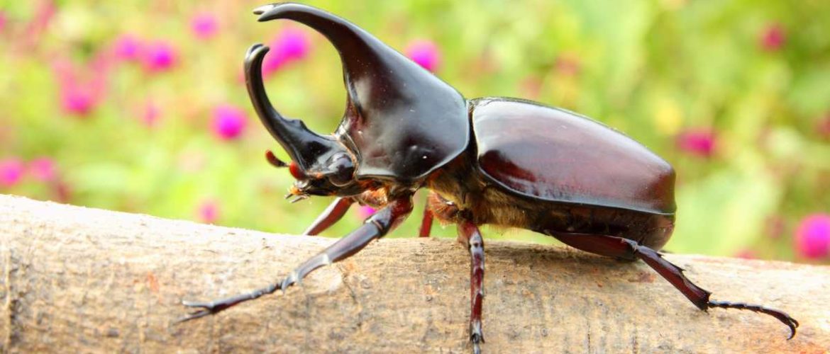 beetle
